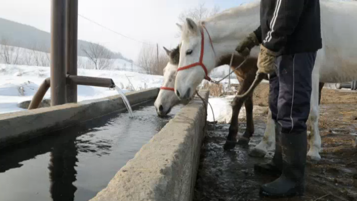 2014 02 18 romania pungesti we will die to save all of romania horses drinking water