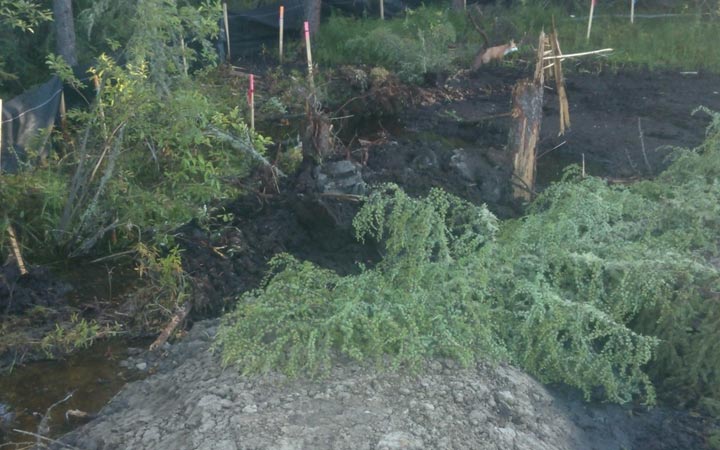 2013 08 CNRL in Alberta, steamed bitumen leak Pic-2-Fox