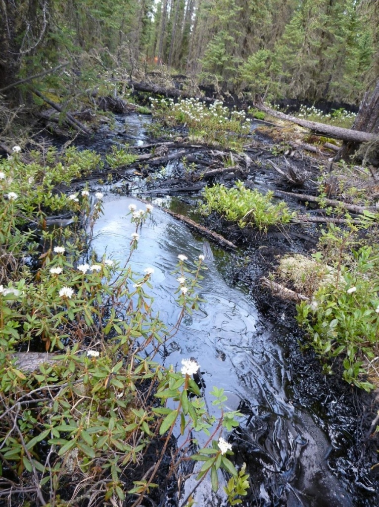 https://ernstversusencana.ca/wp-content/uploads/2013-09-cold-lake-tar-sands-bitumen-spill_0.jpg