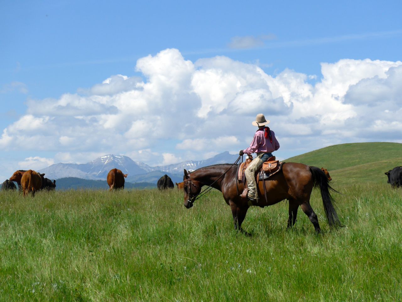 2014 07 Home on the Range, Alberta, congrats note re Ernst vs Alberta Govt win