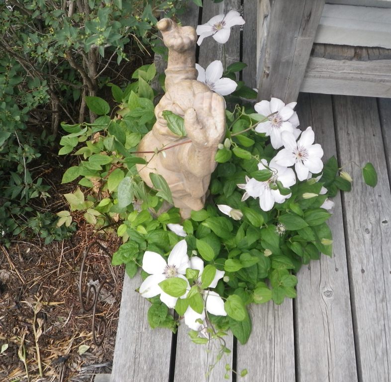 2015 07 04 clematis and abundance at Rosebud