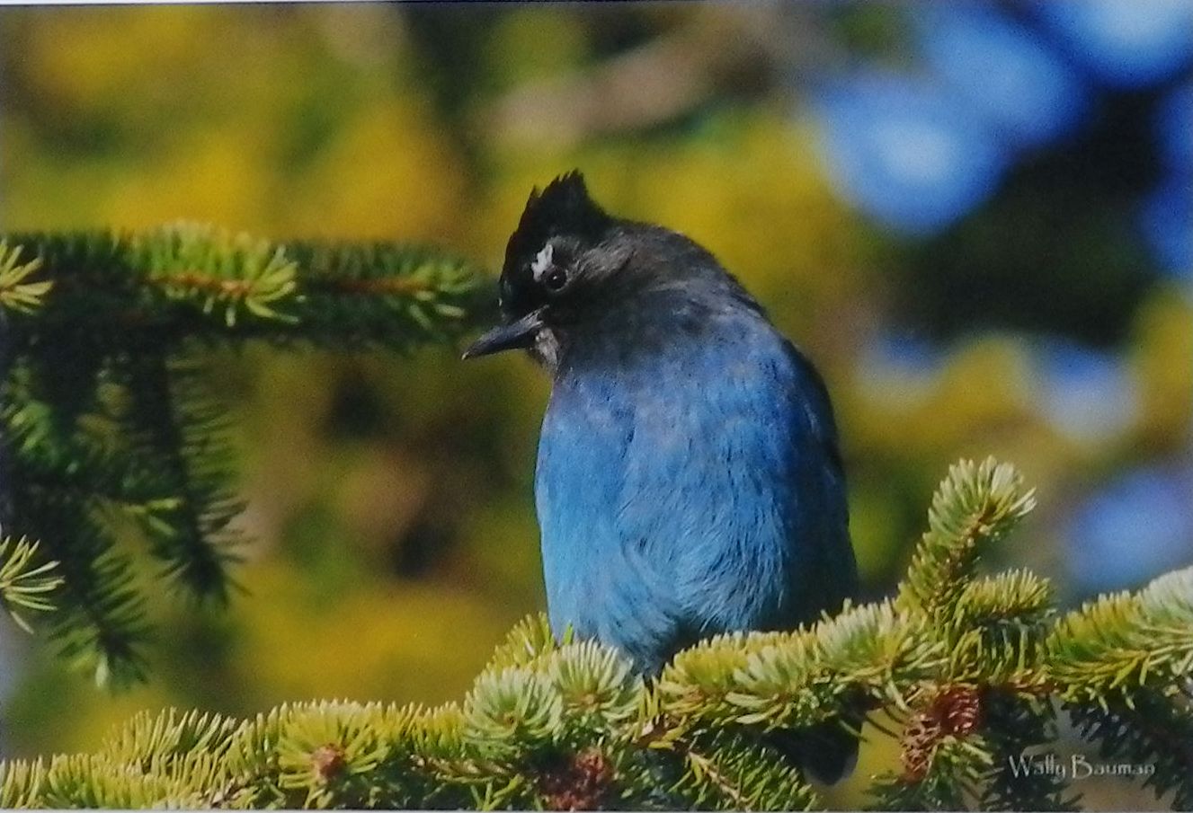 2015 08 04 donation note ernst vs encana, stellar's jay photo by wally bauman, w tremendous respect admiration love