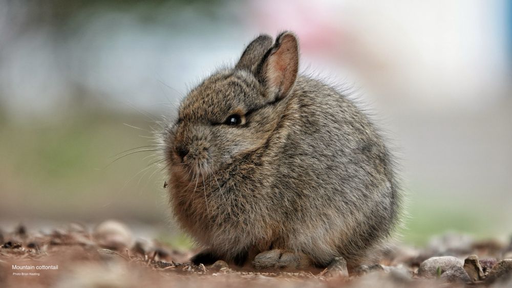 2025 Photo by Brian Keating of a Mountain Cottontail baby, cutie patoootie adorable. The baby is tiny, Brian said in the interview size of a hamster, in shades of browns, lovely tiny eyes and short ears.