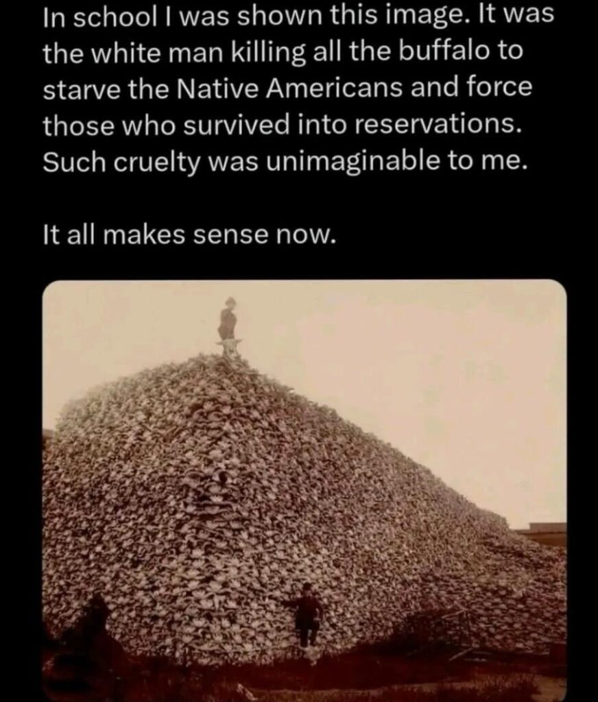 Historic photo of men with a massive mound of buffalo skulls murdered by the white man to starve Native Americans (like Israel, aided by USA, Canada, Germany, UK, Australia, Germany et al, is doing to Palestinians to steal their riches and lands. One man is on top of the mound, two in front to show scale. Text atop the image: "In school I was shown this image. It was the white man killing all the buffalo to starve the Native Americans and force those who survived into reservations. Such cruelty was unimaginable to me. It all makes sense now."