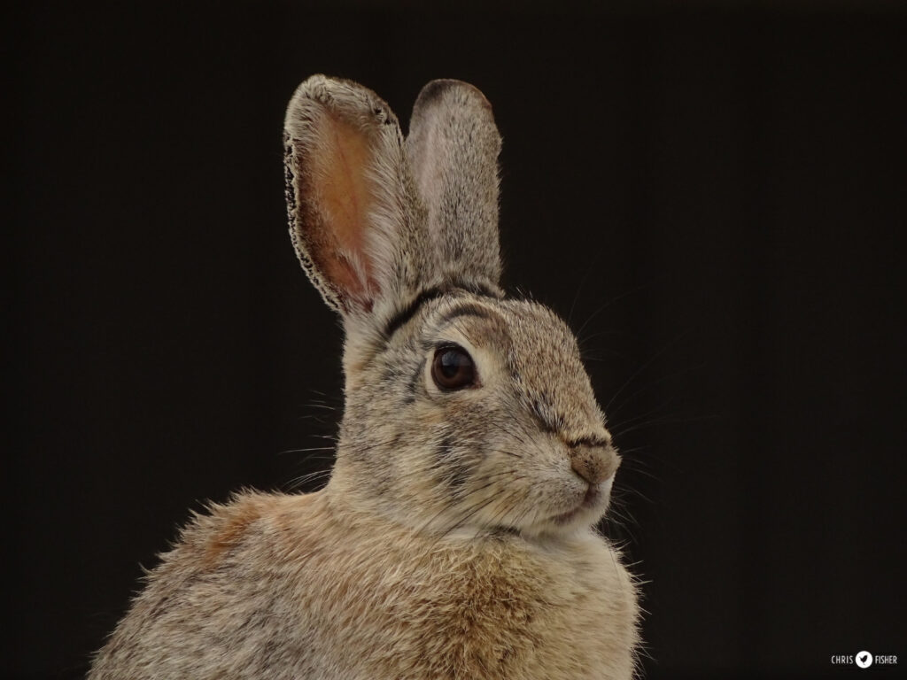 A photo by Chris Fisher of a Mountain Cottontail with black backdrop. The Cottontail is adorably cute in various browns, with lovely dark brown eyes, and not very long ears.