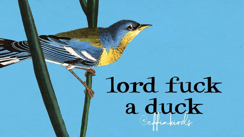 effin' bird on a branch with text "lord fuck a duck" on blue background