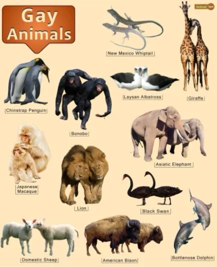 poster of gay animals listing 
NW whiptail 
giraffe 
albatross 
bonobo 
chinstrap 
penguin 
asiatic 
elephant 
japanese macaque 
lion 
black swan 
domestic sheep 
american bison 
bottlenose dolphin