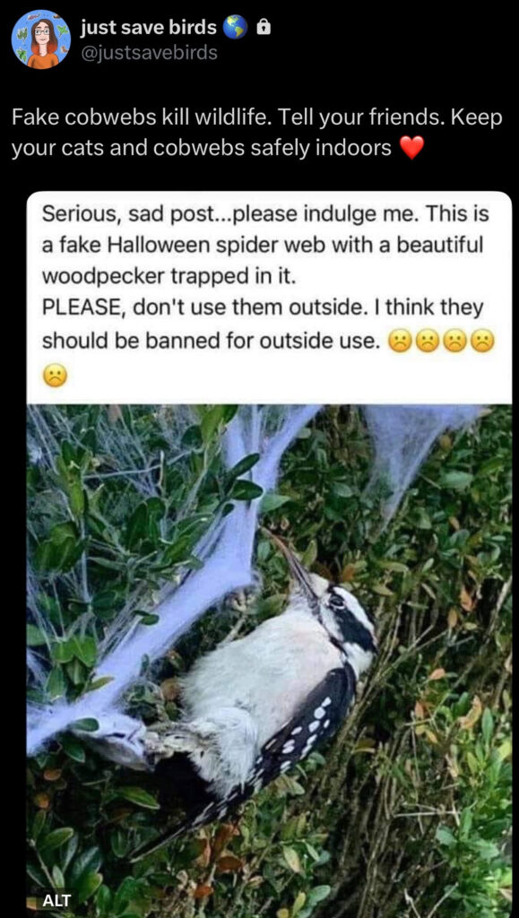 Downy woodpecker entangled in plastic artificial decorative Halloween spider webs.