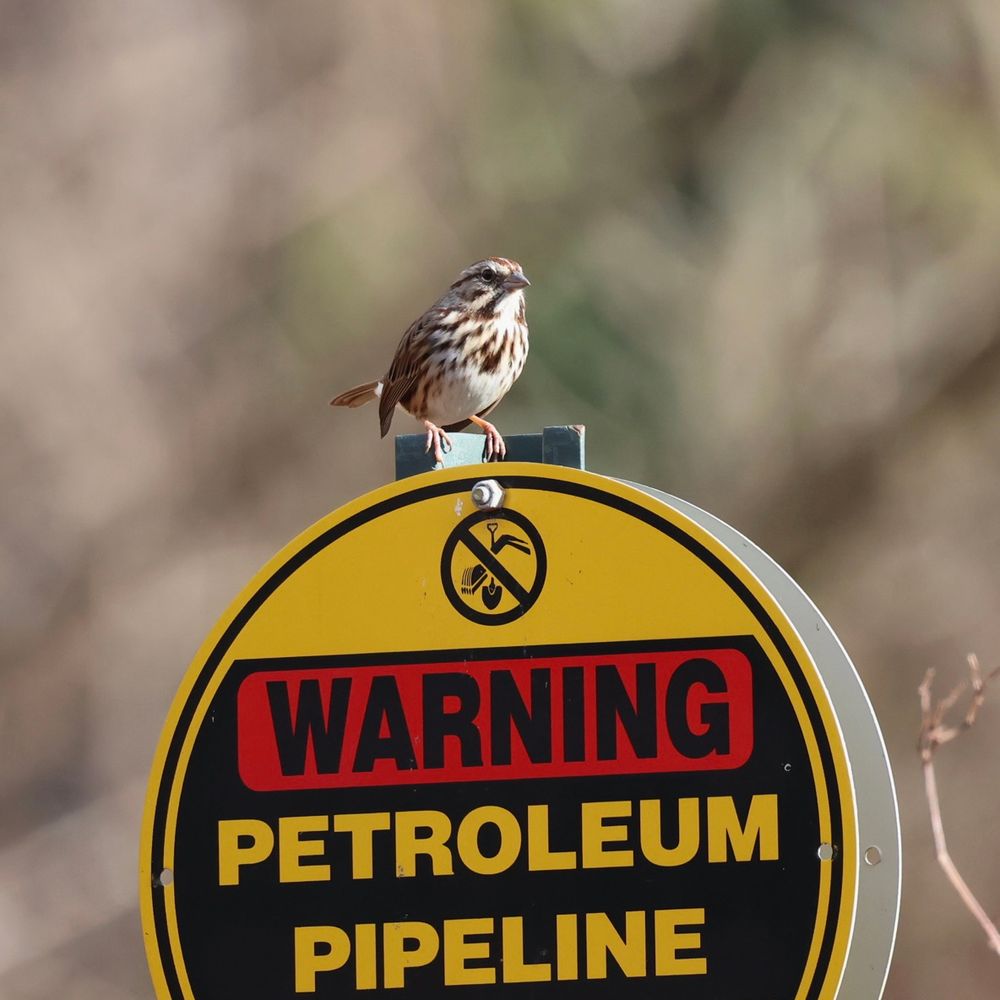 A song sparrow, a small brown and white streaked bird, stands on a round yellow and black sign saying Petroleum Pipeline with Warning written above in red and black.